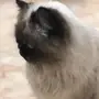 قطه هملايا للبيع