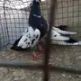 للبيع مجموعه طيور باكستانيه 