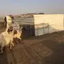 فحول 5  للبيع 