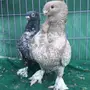 جوز فراشه
