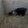 للبيع عنز تحتها تيس