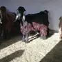 غنم ماعز للبيع