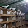 حمام فرنسي