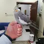 ببغاءالكروان متكلم
