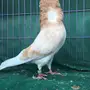 جوز بلجيكي كريمي