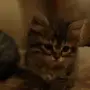 قطط للتبني