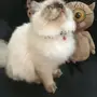 قط هملايا