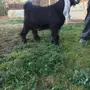 للبيع 3 مشاريع فحول معرفة 
