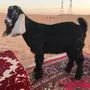 تيس عمره شهرين للبيع