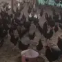دجاج بلدي  بياض 