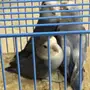 للبيع طيور روز