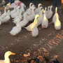 للبيع بط بكيني العدد فوق 25 الوان مختلفه