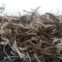 حطب رمث