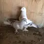 ذكر منقه خارجي 