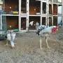 ديك ودجاج حجازي او فارسي