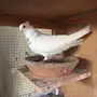 ذكور قطايف