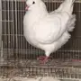 انثي كوري أنثي كنج أمريكي 