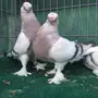 جوز تركي وردي