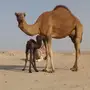 ناقة للبيع