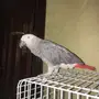 كاسكو للبيع