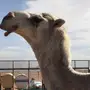 قعود باتلي اوضح للبيع 