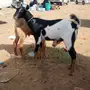 تيس بلدي للبيع 