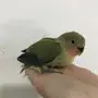 فروخ روز مع ملحقات 