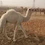 حوار للبيع