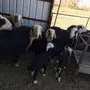 للبيع غنم نجد مراح ومعها فحول اثنين