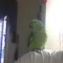 ببغاء امازوني بلوفرنتد متكلم وجريء