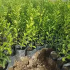 شتلات ليمون3 ريال موقعنا مكه وخارجها للجمله