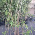شتلة توت شامي للبيع - mulberry tree for sale