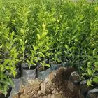 يتوفر لدينا حاليا شتلات ليمون بن زهير ب 3 ريا