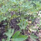 شجرة تين للبيع