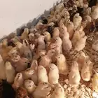 صوص دجاج السعر مناسب للجميع