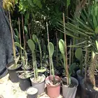 شتلة تين شوكي للبيع