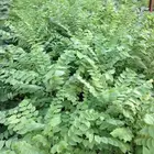 شتلة املا للبيع