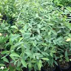 شجرة زام للبيع