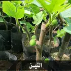 بإسعار منافسة .. شتلات تبدأ ب1.50 ريال .