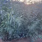 شتلات الكينا ( الكافور )