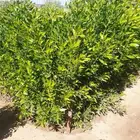 شتلات بزروميا ( الكرفس )