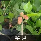 شتلات زراعية تبدأ من 1.50 ريال .