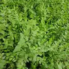 شتلات السدر المباركة