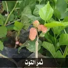 بإسعار منافسة ..شتلات تبدأ من 1.50 الى3 ريال