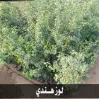 شتلات لوز هندي .. ب 1.50 الى 3 ريال .