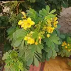 شتلات السلطان .. 0566079543