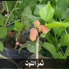 بأسعار رمزيه .. شتلات تبدأ ب1.50 ريال