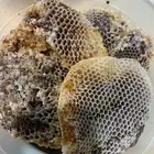 عسل السدره الجبلي وطلحه ومجرى وسمره وملكي خاص مضمون