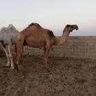 ضريبه صفراء كفو