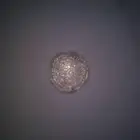 عملات فضية قديمة من عهد المعتصم بلله